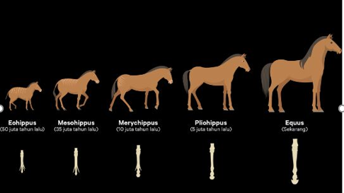 Detail Gambar Fosil Kuda Nomer 4