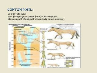 Detail Gambar Fosil Kuda Nomer 36