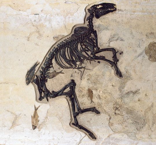 Detail Gambar Fosil Kuda Nomer 45