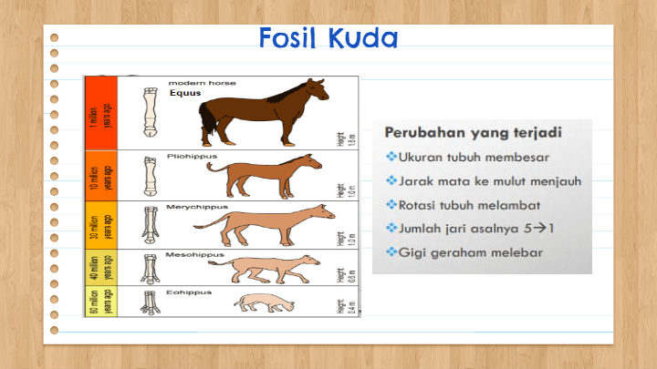 Detail Gambar Fosil Kuda Nomer 47