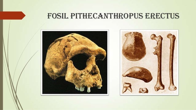 Detail Gambar Fosil Pithecanthropus Erectus Nomer 9