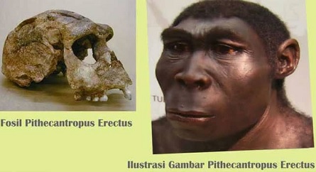 Detail Gambar Fosil Pithecanthropus Erectus Nomer 10