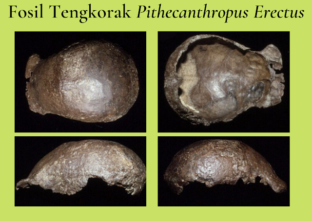 Detail Gambar Fosil Pithecanthropus Erectus Nomer 18