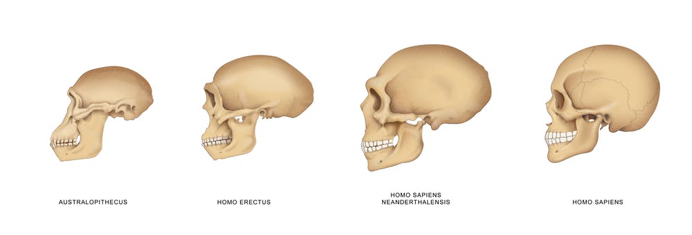 Detail Gambar Fosil Pithecanthropus Erectus Nomer 23