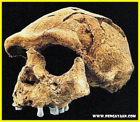 Detail Gambar Fosil Pithecanthropus Erectus Nomer 25