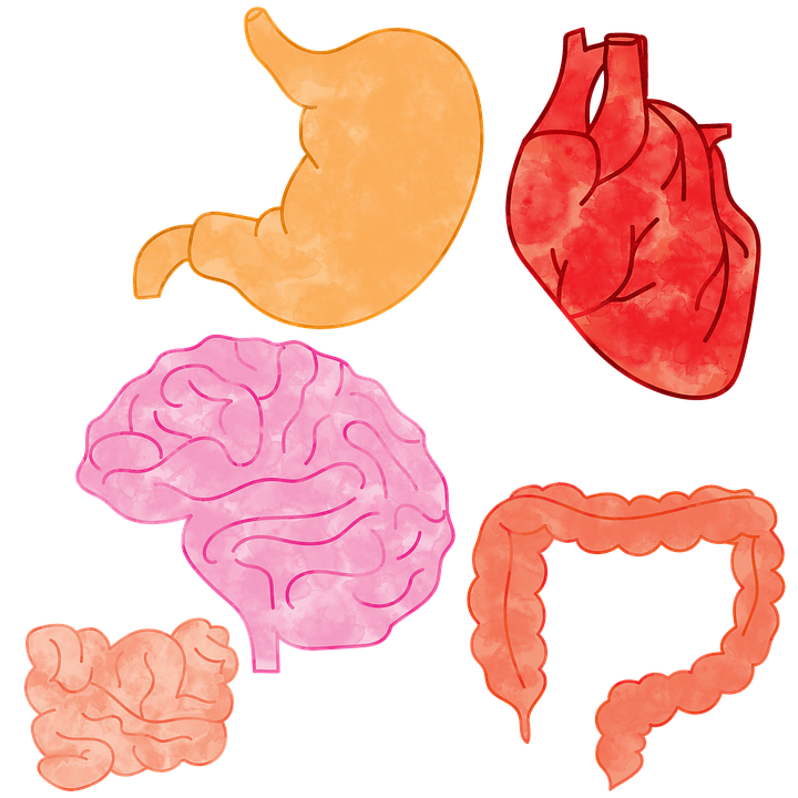 Anatomie Mensch Organe - KibrisPDR