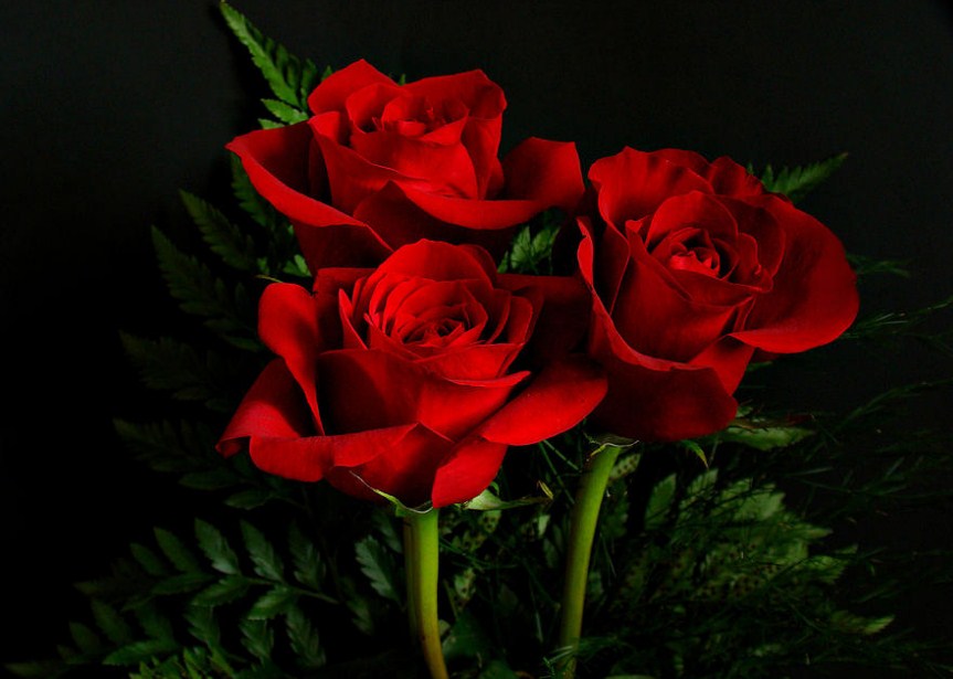 Detail Gambar Foto Bunga Mawar Merah Nomer 17