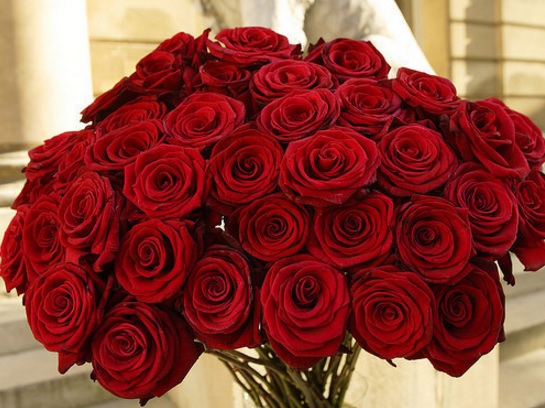 Detail Gambar Foto Bunga Mawar Merah Nomer 41