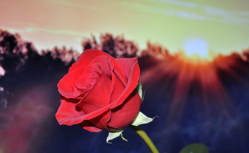 Detail Gambar Foto Bunga Mawar Merah Nomer 44