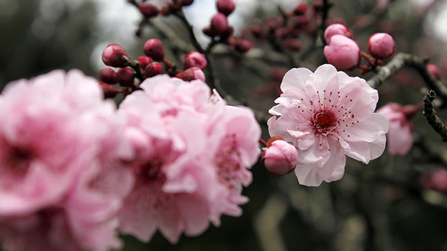 Detail Gambar Foto Bunga Sakura Nomer 41