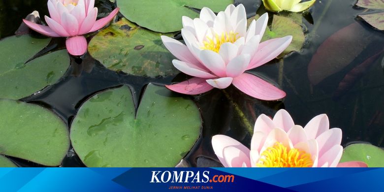 Detail Gambar Foto Bunga Teratai Putih Nomer 22