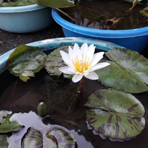 Detail Gambar Foto Bunga Teratai Putih Nomer 39