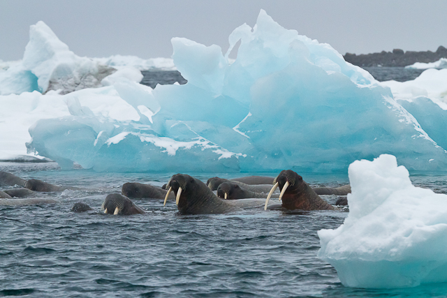 Detail Gambar Franz Josef Land Rusia Nomer 16