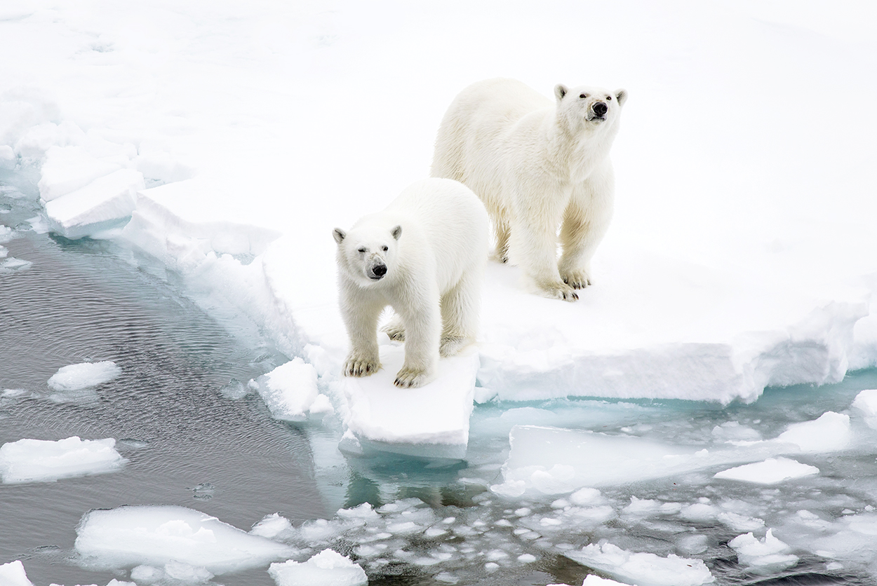 Detail Gambar Franz Josef Land Rusia Nomer 39