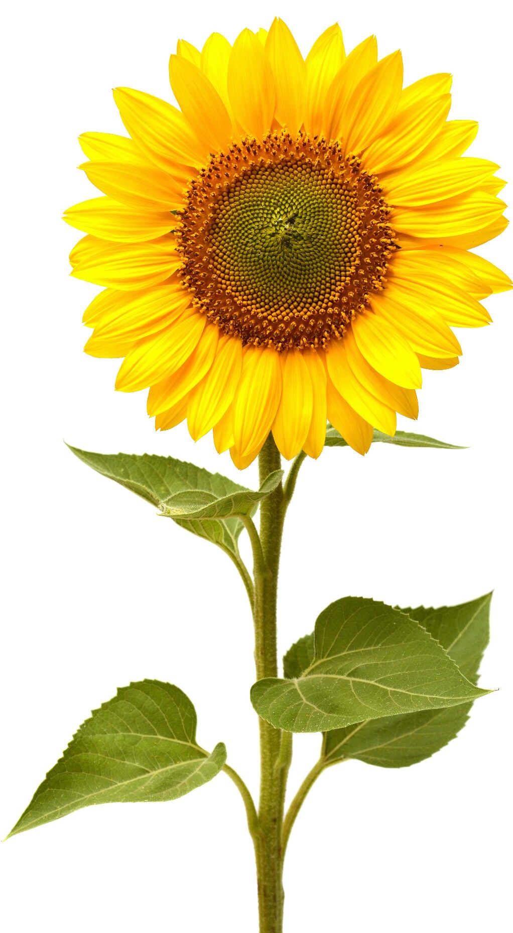 Detail Sonnenblume Hintergrundbild Nomer 10