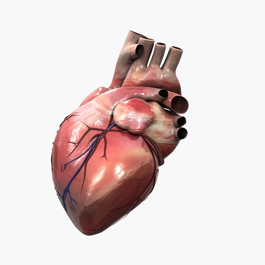 Detail Anatomisches Herz Nomer 16
