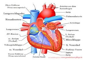 Detail Anatomisches Herz Nomer 6