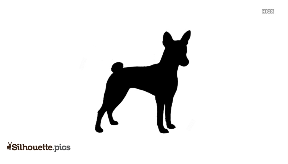 Basenji Whippet Mix - KibrisPDR