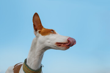 Detail Basenji Whippet Mix Nomer 15