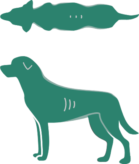 Detail Basenji Whippet Mix Nomer 16