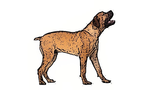 Detail Basenji Whippet Mix Nomer 19