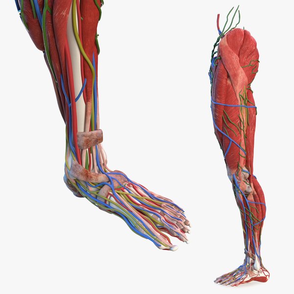 Detail Bein Anatomie Knochen Nomer 9