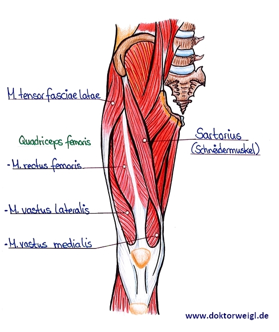 Detail Bein Anatomie Knochen Nomer 14