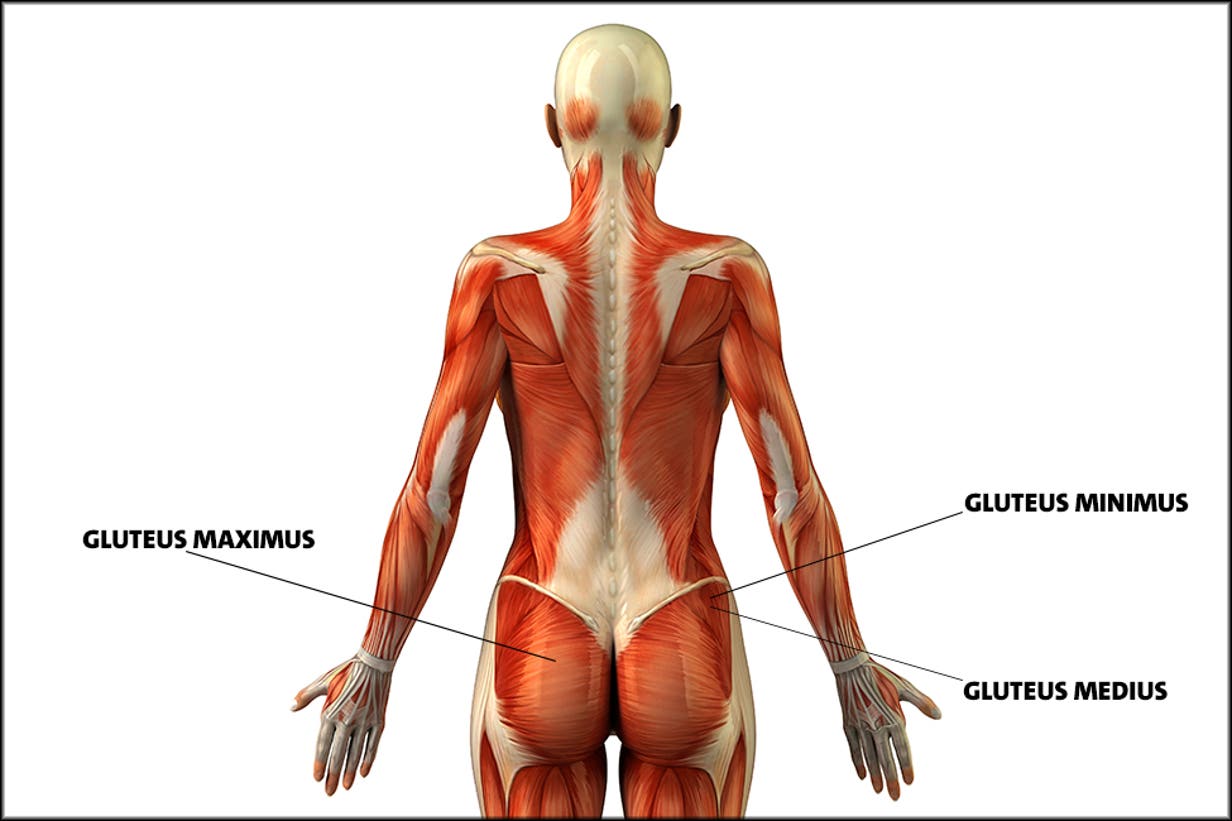 Detail Bein Anatomie Knochen Nomer 15