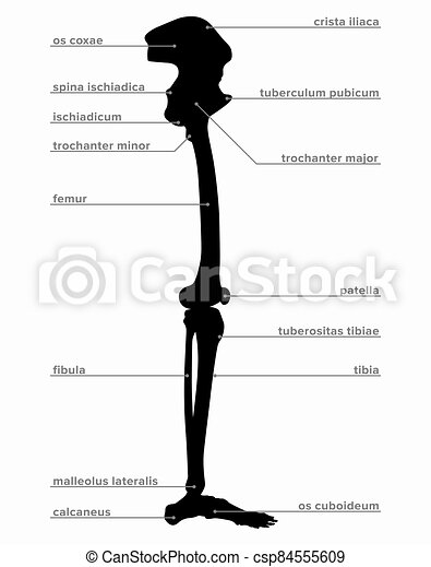 Bein Anatomie Knochen - KibrisPDR