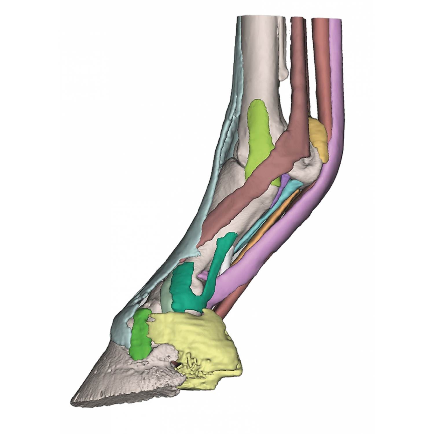 Detail Bein Anatomie Knochen Nomer 21