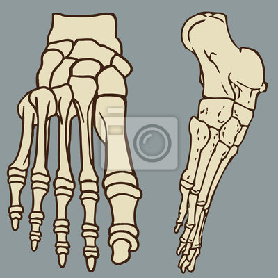 Detail Bein Anatomie Knochen Nomer 22