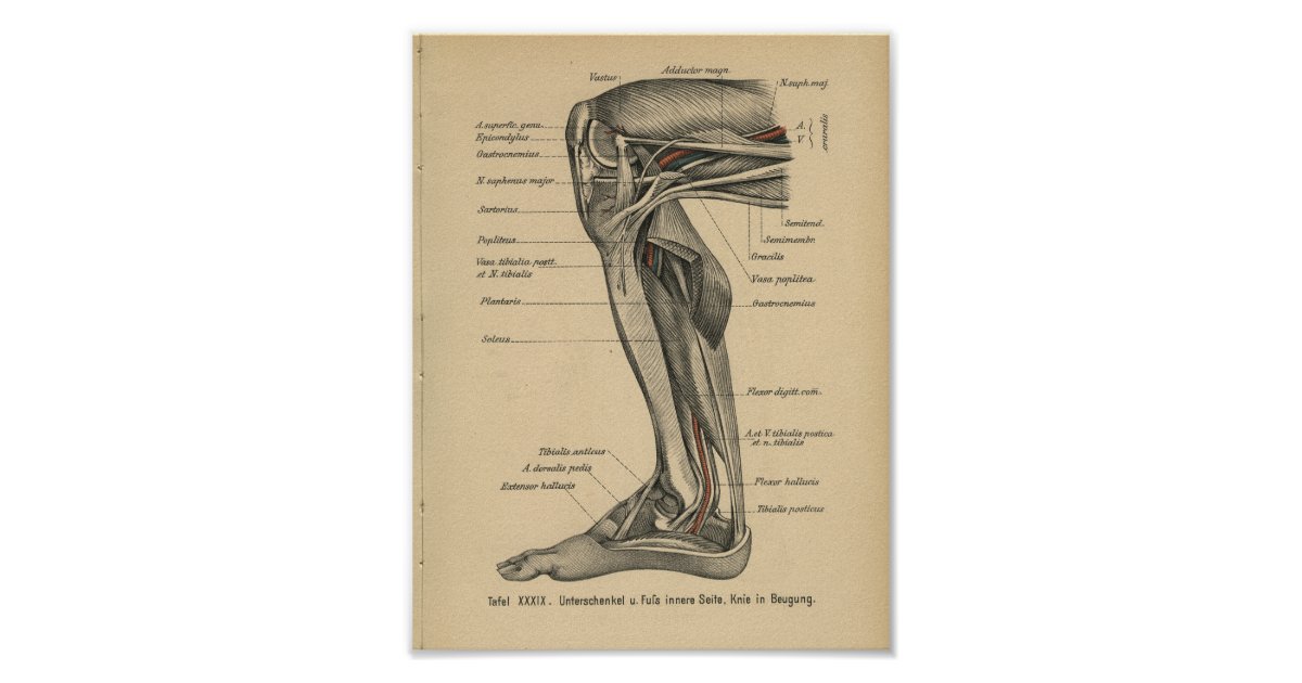 Detail Bein Anatomie Knochen Nomer 24