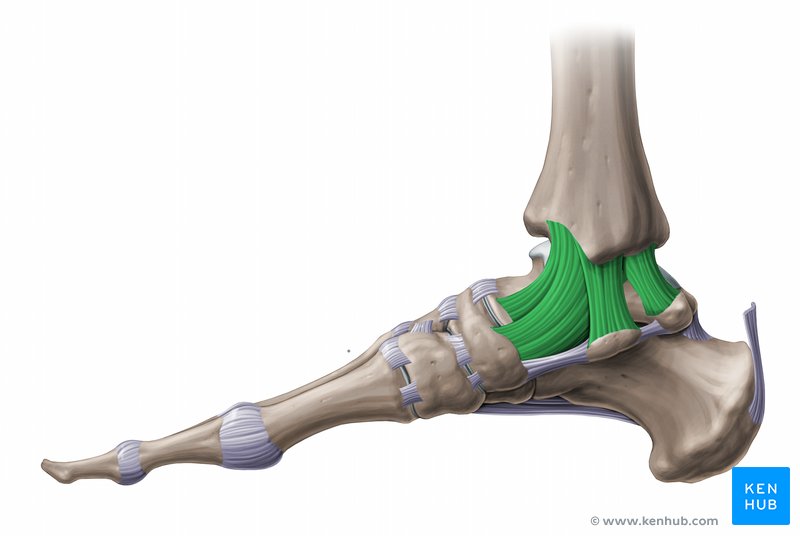 Detail Bein Anatomie Knochen Nomer 2