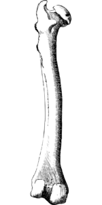 Detail Bein Anatomie Knochen Nomer 3