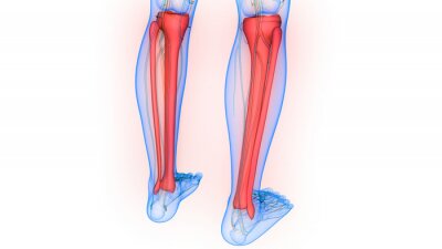 Detail Bein Anatomie Knochen Nomer 7