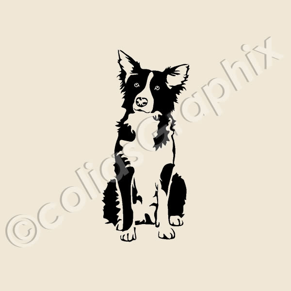 Detail Border Collie Grau Braun Nomer 19