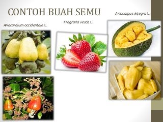 Detail Contoh Buah Buni Nomer 13