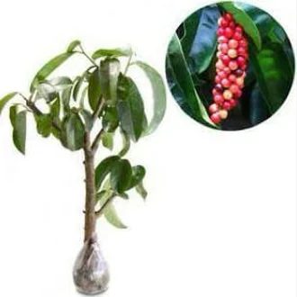 Detail Contoh Buah Buni Nomer 14
