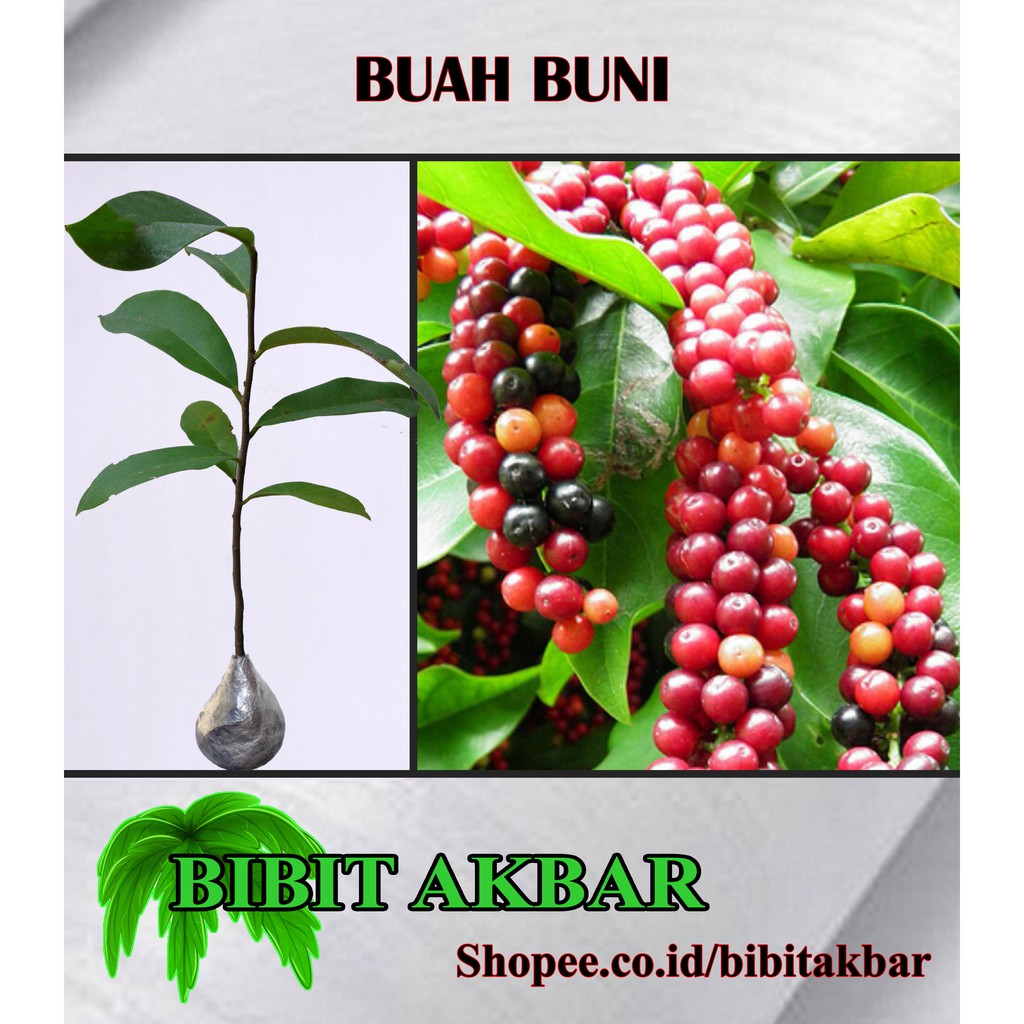 Detail Contoh Buah Buni Nomer 21