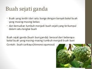 Detail Contoh Buah Buni Nomer 48