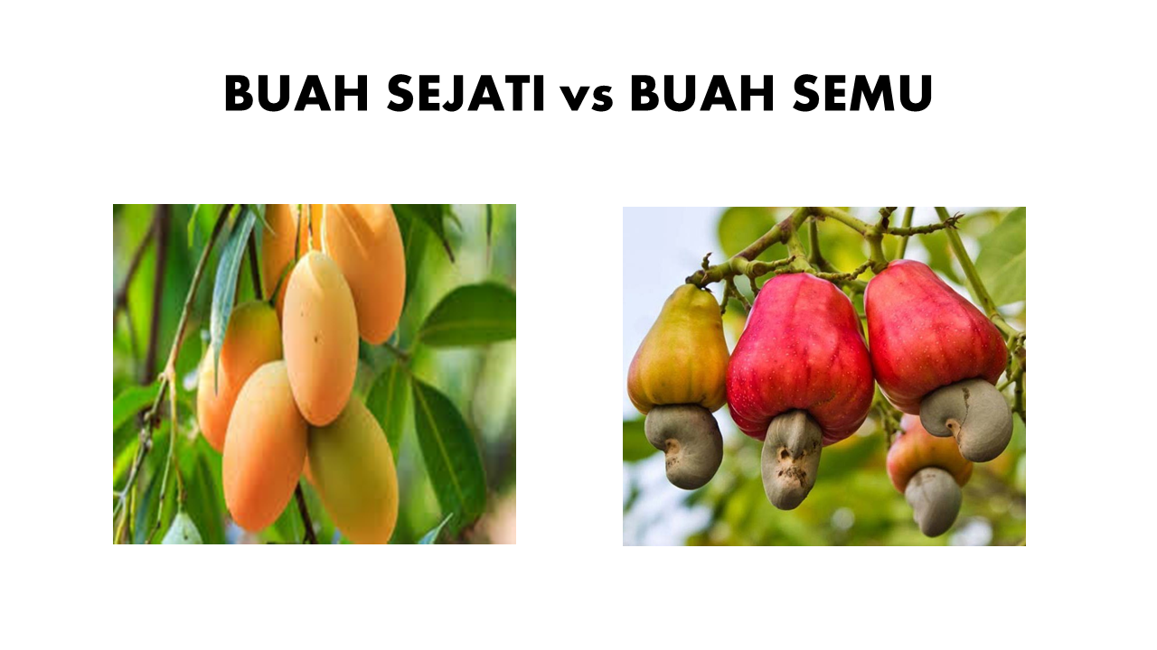 Detail Contoh Buah Majemuk Nomer 4