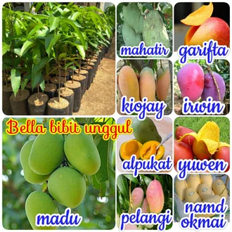 Detail Contoh Buah Mangga Nomer 32