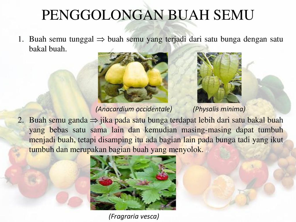 Detail Contoh Buah Tunggal Nomer 9