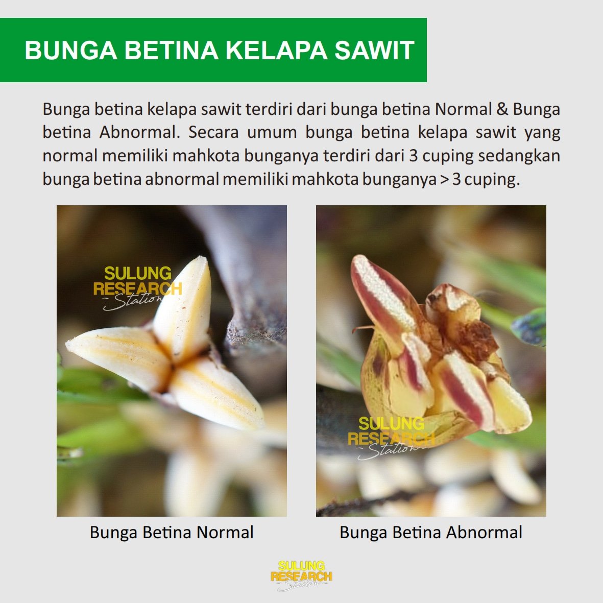 Detail Contoh Bunga Betina Nomer 51