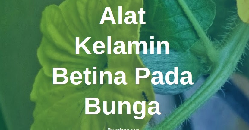 Detail Contoh Bunga Betina Nomer 7