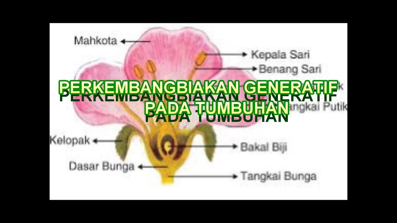 Detail Contoh Bunga Generatif Nomer 34