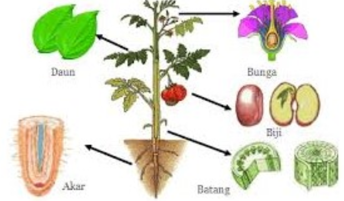 Detail Contoh Bunga Generatif Nomer 38