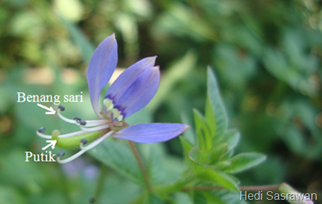 Detail Contoh Bunga Hermaprodit Nomer 2