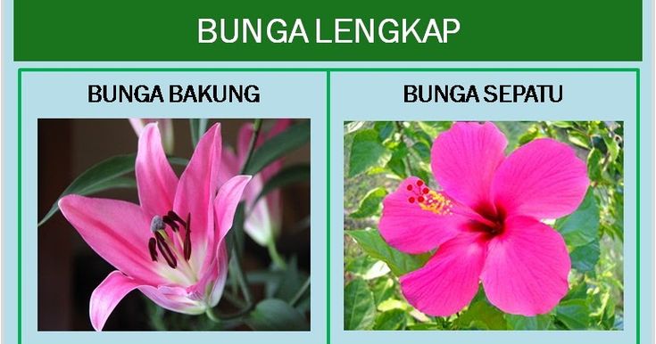 Detail Contoh Bunga Hermaprodit Nomer 13