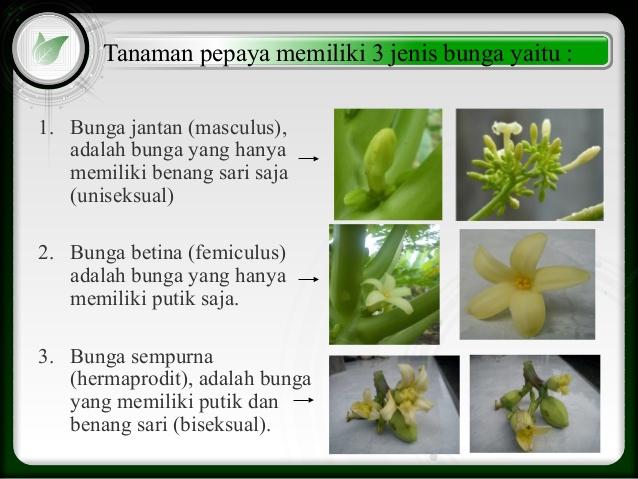 Detail Contoh Bunga Hermaprodit Nomer 15